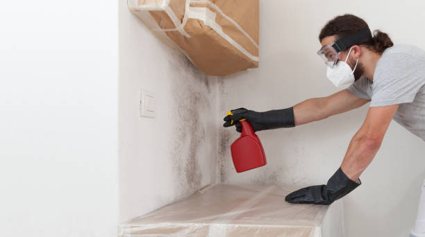 Professional Mold Removal technician working in Billerica, MA