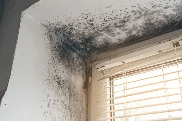 Affordable Mold Removal solutions in Billerica, MA
